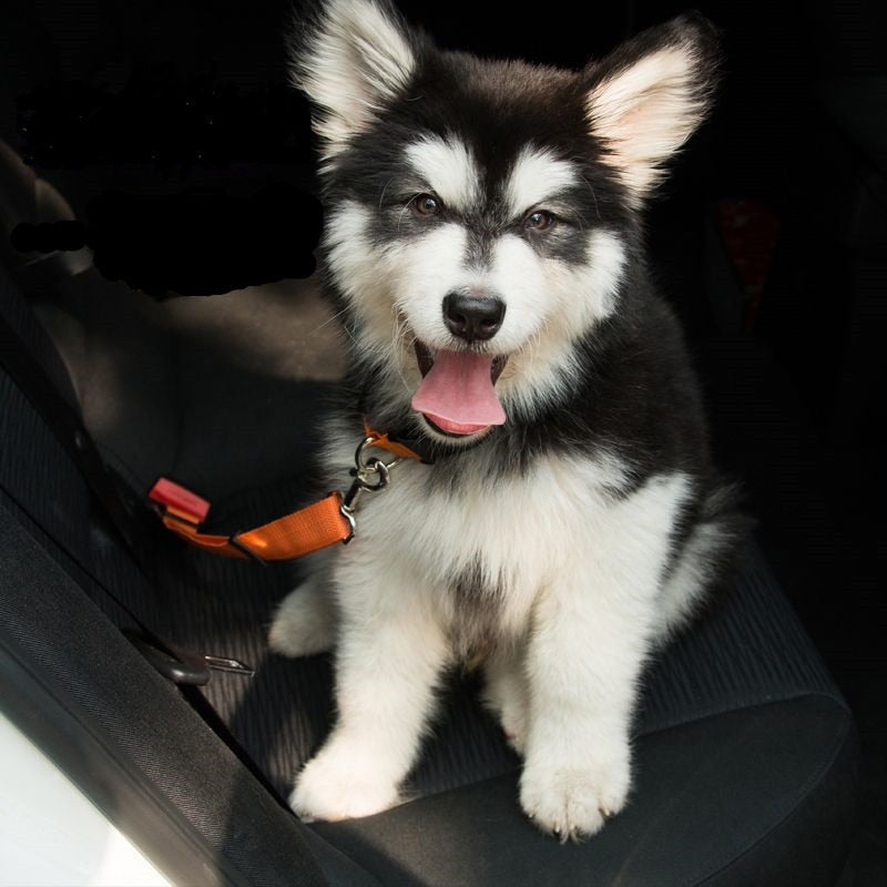 Premium Pet Car Seat Belt - Adjustable Safety Harness for Dogs